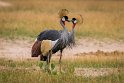 079 Zimbabwe, Hwange NP, grijze kroonkraanvogel